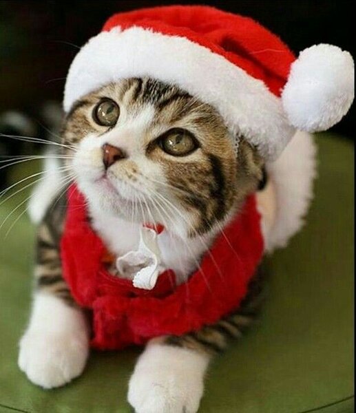 Sweet Santa Kitty Kat!! | Kittens cutest, Pretty cats, Kittens