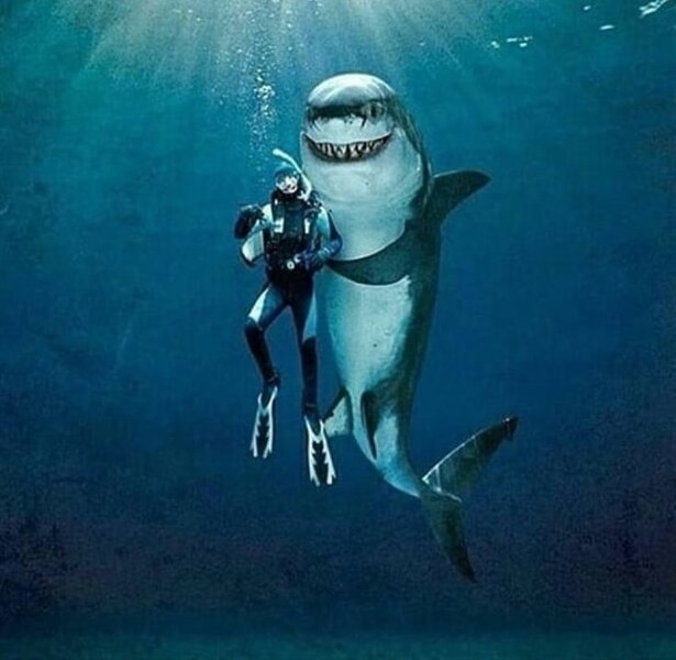 Pin by Алиса Мурашкина on акулы | Shark pictures, Sharks funny, Shark