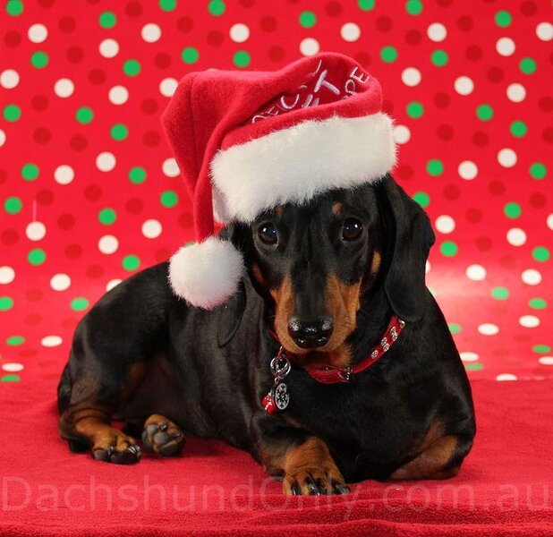 Merry Christmas Dachshund | Dachshund love, Christmas dog, Dachshund  christmas