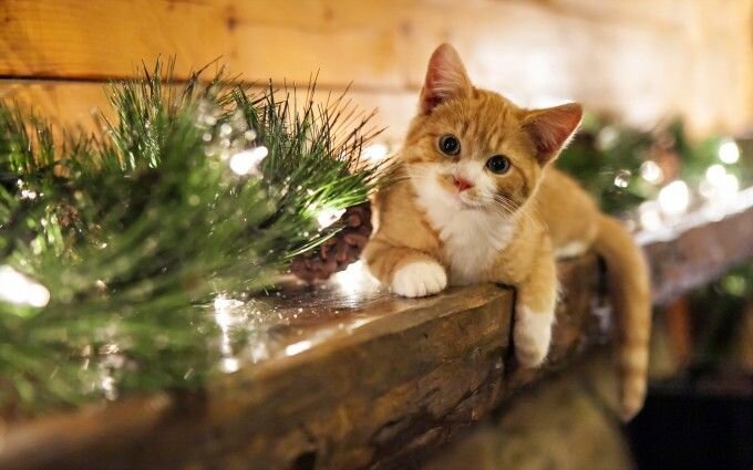 christmas cat wallpaper - HD Desktop Wallpapers | 4k HD | Christmas cats,  Cute cats, Cat pics hd