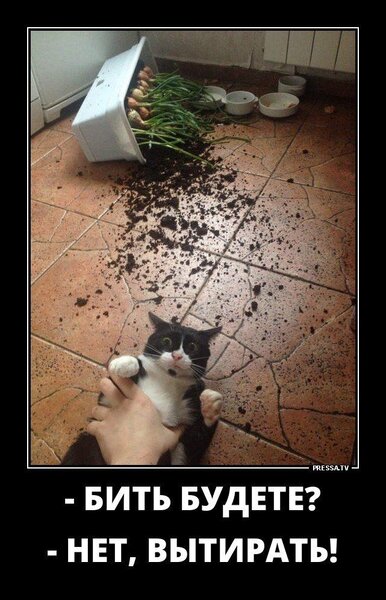 Поржать.ру - Приколы и картинки, демотиваторы и новые анекдоты. | Смешные  шутки, Шутки, Веселые мемы