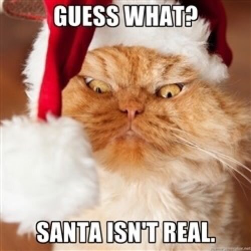 Pin by Marlana Fury on Memes ~ Cat Memes - Grumpy Cat, Garfi, and other  felines | Angry cat, Christmas cats, Cats