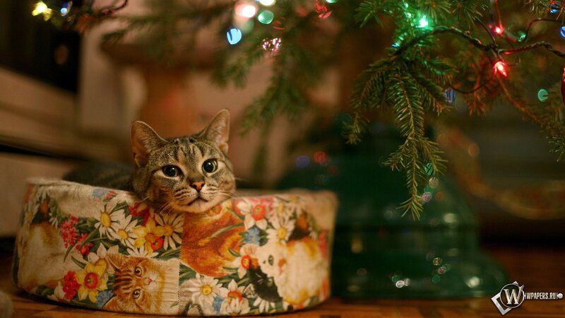 Обои, Кот и Новый год, Кот, Елка, Подарок, гирлянда, 1920x1080, картинки |  Cats, Cute cats, Christmas cats