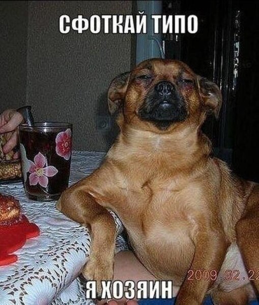 Фото приколы юмор и смешные картинки. Фото приколы (95 фото) | Смешно,  Мужской юмор, Смешные мемы