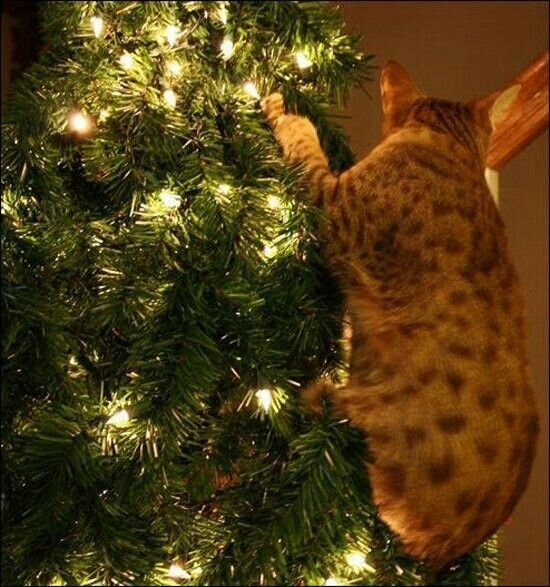 кошка#ёлка#новый год | Cat christmas tree, Cats, Christmas tree
