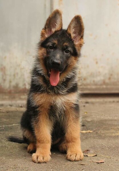 Щенок немецкой овчарки | Щенки немецкой овчарки, Овчарка, Щенки