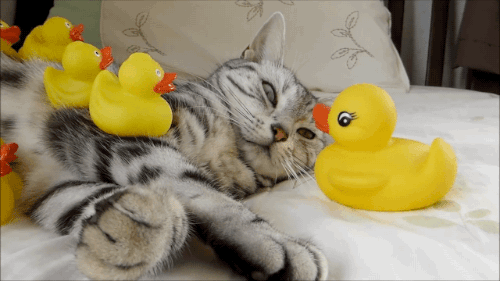 f3b5ff1a1cd5332987b9d3d3b0c746e3.gif