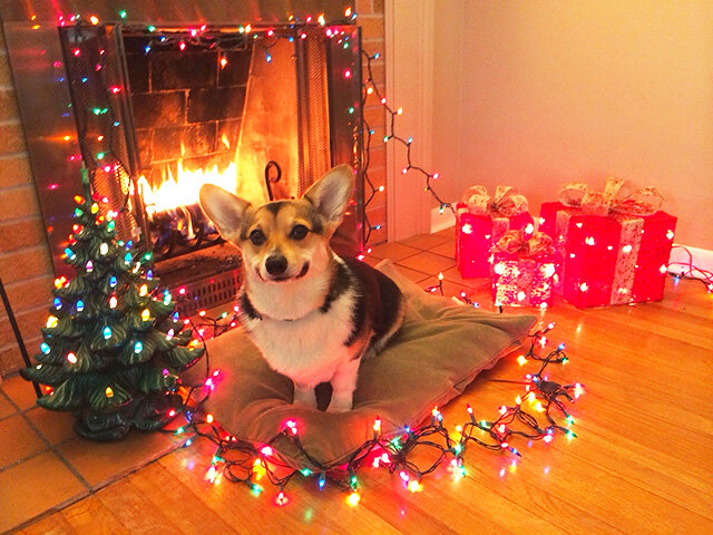 Животные и Новый Год. Забавный пост :) : anchiktigra — LiveJournal