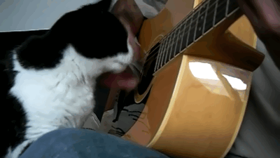 279756_original.gif