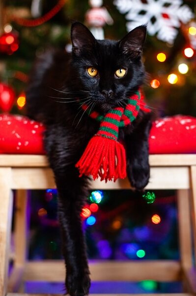 Черная маленькая кошка мейн кун с красно-зеленым шарфом возле елки |  Премиум Фото
