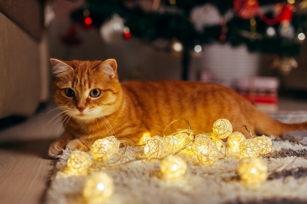 Рыжий кот играет с гирляндой под елкой. рождество и новый год концепция |  Премиум Фото