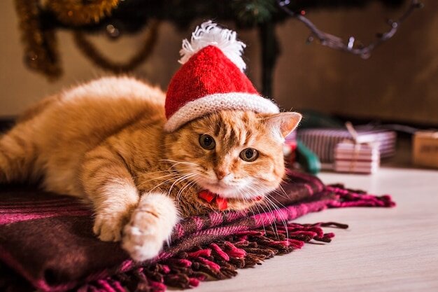 Рыжий кот носит шляпу санты, лежащую под елкой. | Премиум Фото