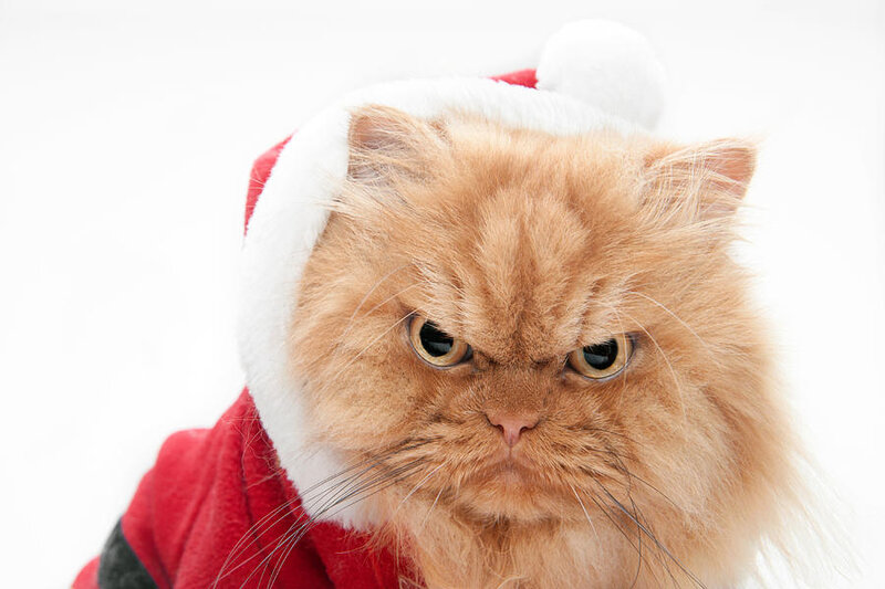 Angry Santa Cat Photograph by Hulya Ozkok