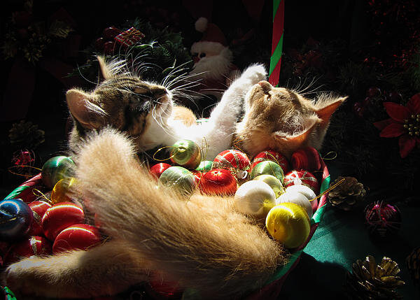 Christmas Season w Two Kittens in Love - Kitty Cat Angels w Heads Up  Nestled in a Basket of Baubles Greeting Card for Sale by Chantal PhotoPix