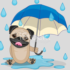 54109222-pug-dog-with-umbrella.jpg