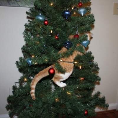 Животные против елки: подборка смешных фоток