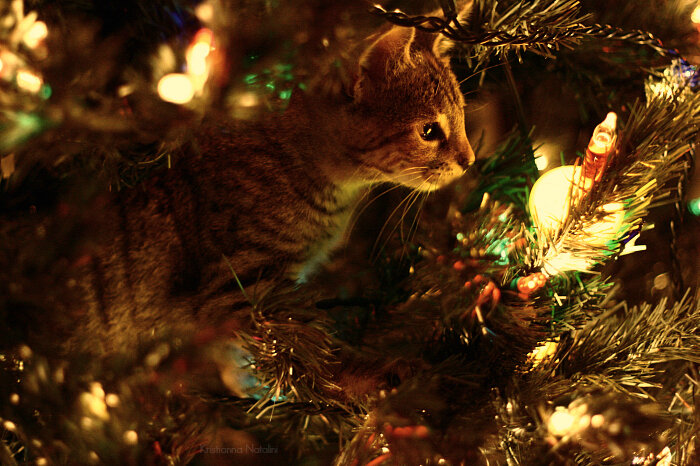 кот под елкой - Самое интересное в блогах
