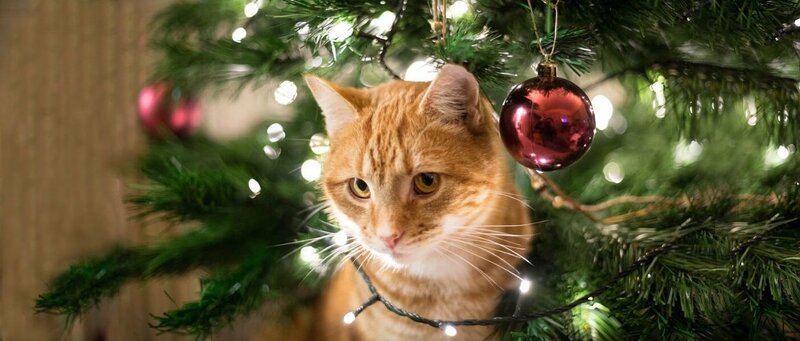 Кот и новогодняя елка: кто кого?