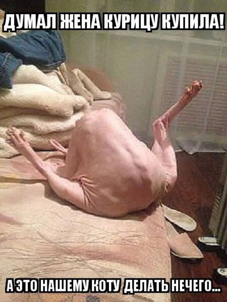 Ржачные и прикольные картинки про жену (50 фото) • Прикольные картинки и  позитив