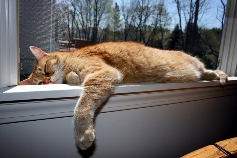 Рыжий кот в окне - картинки и фото koshka.top