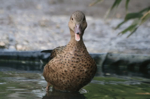 duckface-bird.gif