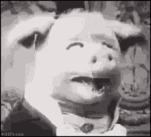 pig-laugh.gif