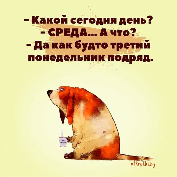Смешные картинки про СРЕДУ с добрыми словами и веселым юмором