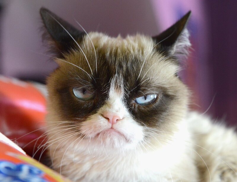 Умерла Grumpy Cat — одна из самых известных кошек интернета ...