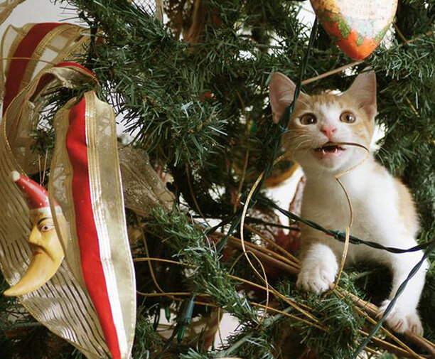 Елки и коты: созданы друг для друга.