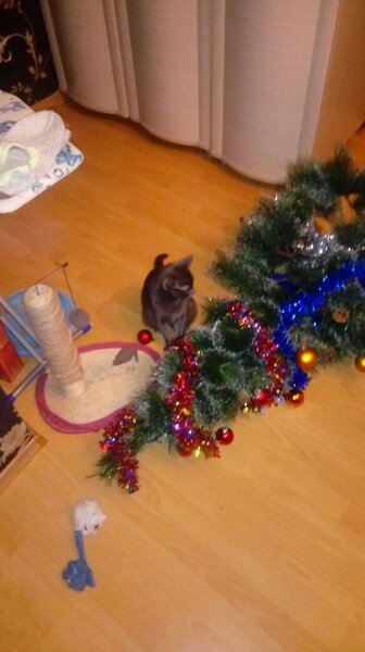 Вопрос к тем у кого есть коты и кошки. - Подслушано по городам