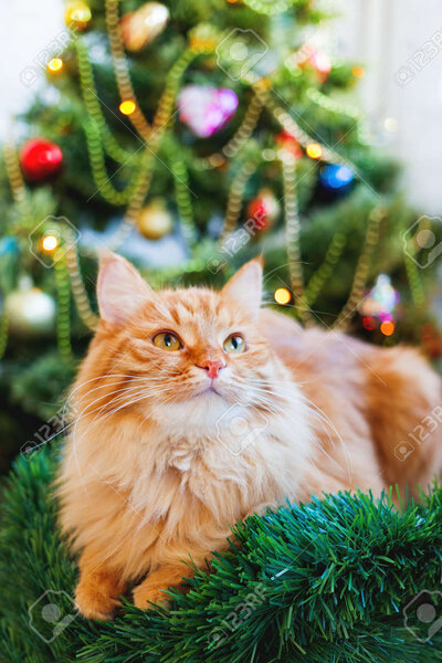 Cute Ginger Cat And Christmas Tree. Fluffy Funny Pet Sits In.. Stock Photo,  Picture And Royalty Free Image. Image 89120363.