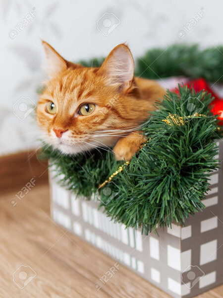 Ginger Cat Lies In Box With Christmas And New Year Decorations... Stock  Photo, Picture And Royalty Free Image. Image 130126116.