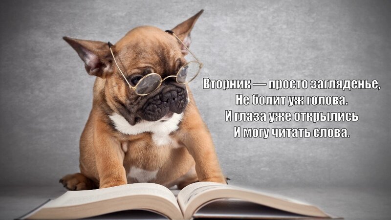 Прикольные картинки про Вторник