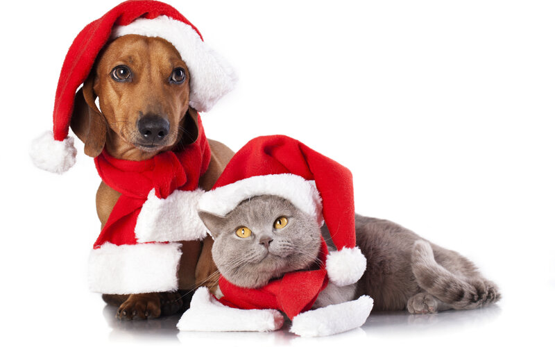 Images Dachshund dog Cats New year Winter hat Animals 3840x2400