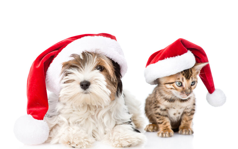 Photos Kittens Yorkshire terrier dog Cats New year Two 3840x2400