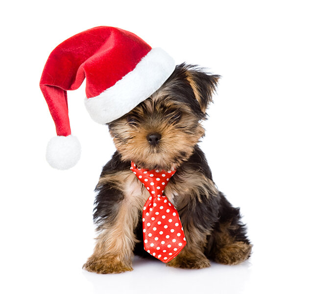 Photos Yorkshire terrier dog New year Necktie Winter hat animal