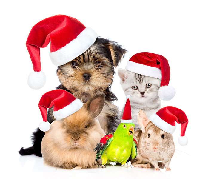 Papeis de parede Ano-Novo Cão Psittaciformes Coelho-europeu Ratos Fundo  branco Yorkshire terrier Chapéu de inverno Gatinhos Animalia baixar imagens