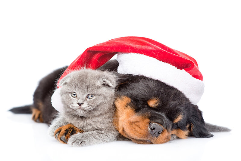 Desktop Wallpapers Kittens Rottweiler Cats Dogs New year Winter hat
