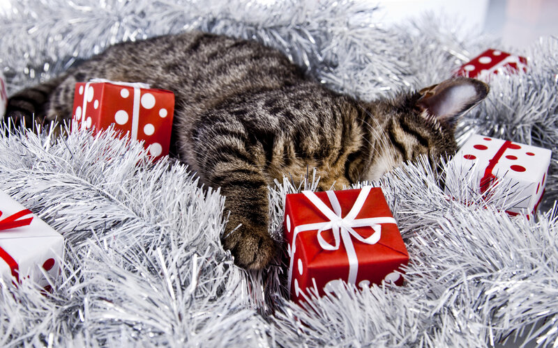 Обои для рабочего стола Кошки Новый год куб сон Подарки 3840x2400