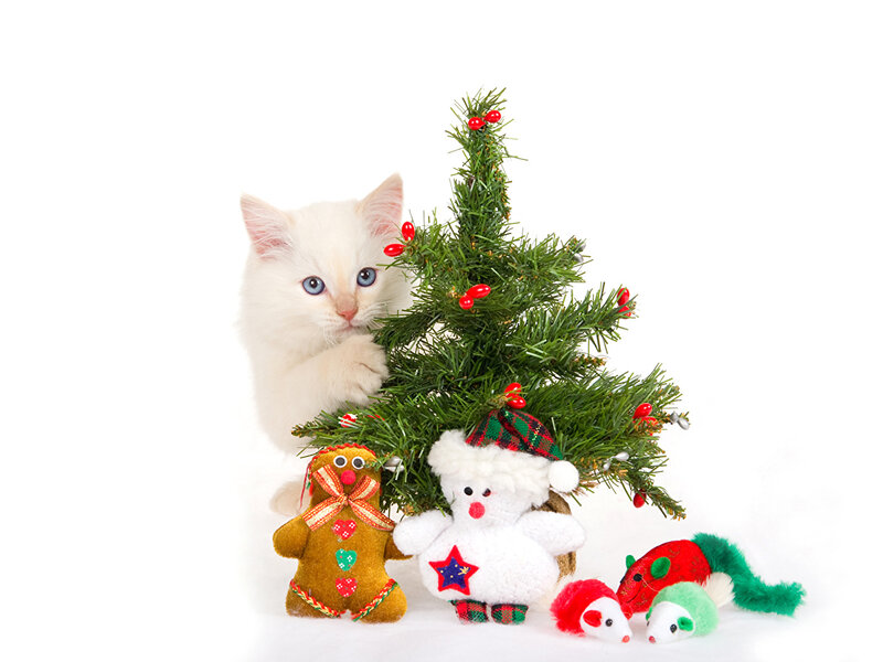 Фотография Кошки Новый год Новогодняя ёлка Мишки Игрушки Животные