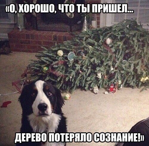 Смешные картинки с надписями от 4 января 2017 » Smiшок.ком