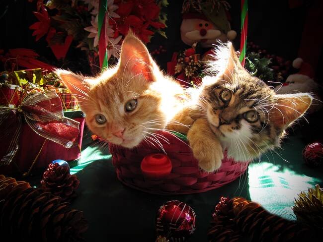 Christmas Kittens Together, Xmas Kitty Cats Basket by Chantal PhotoPix
