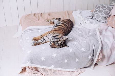 96132066-little-tiger-rests-on-the-bed-beautiful-linens-.jpg?ver=6