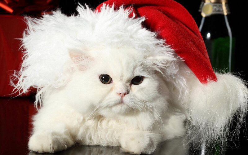 кошка кот белый пушистый перс шерсть шапка санта клаус мех новый год  праздник HD обои для ноутбука