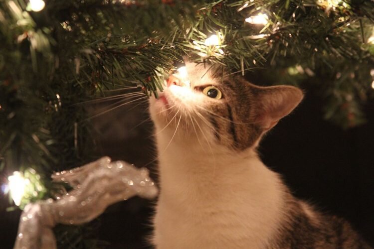I gatti e il Natale: i 7 pericoli da non sottovalutare in questo periodo ~  (A)Mici di Chicco