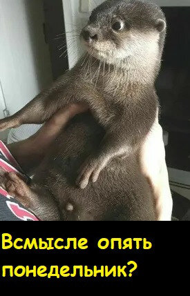 Мем, Лис Интересный