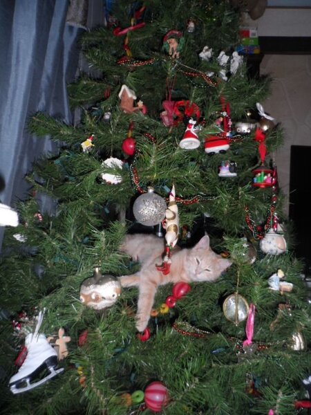 20 chiens et chats qui ont ruiné Noël en s'en prenant au sapin