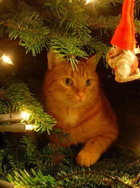 Картинки - Рыжий кот спрятался под новогодней елкой