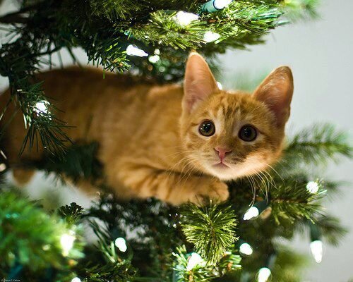 Картинки - Рыжий котенок на новогодней елке среди гирлянд