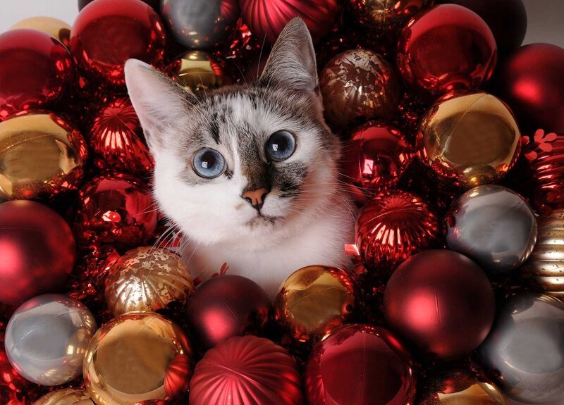 L'albero di Natale a prova di gatto - Quattro Zampe